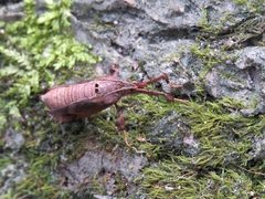 Sacada