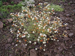 Trachymene glaucifolia