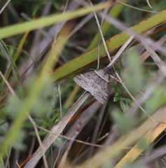 Dichromodes atrosignata