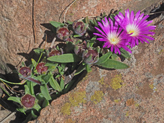 Delosperma sutherlandii