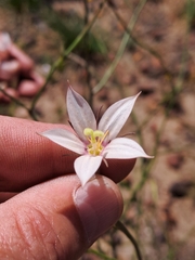 Prismatocarpus crispus