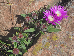 Delosperma sutherlandii