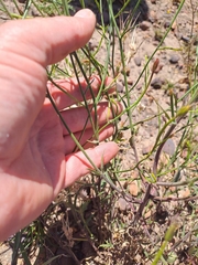 Prismatocarpus crispus