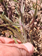 Prismatocarpus crispus