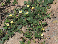 Crotalarieae