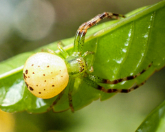 Australomisidia pilula
