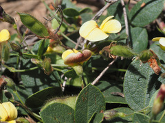 Crotalarieae