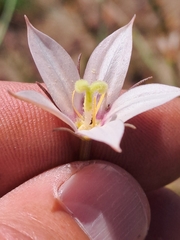Prismatocarpus crispus