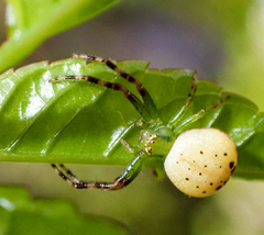 Australomisidia pilula