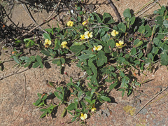 Crotalarieae