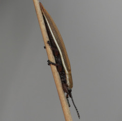 Eurispa albipennis