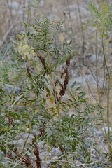 Glycyrrhiza