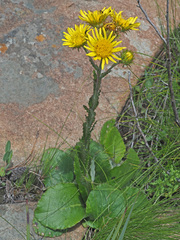 Berkheya rhapontica