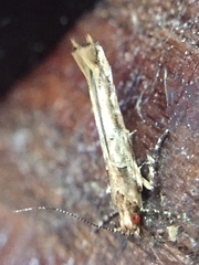 Pyroderces aellotricha