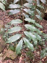 Prunus phaeosticta