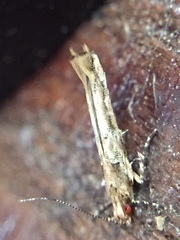 Pyroderces aellotricha