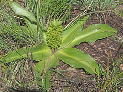Eucomis autumnalis clavata