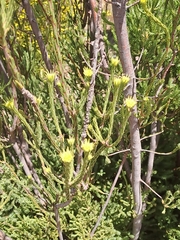 Leucadendron corymbosum