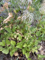 Clematis occidentalis