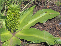 Eucomis autumnalis clavata