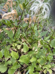 Clematis occidentalis