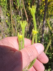 Leucadendron corymbosum