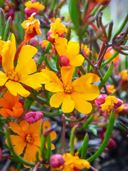 Hibbertia stellaris