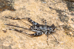 Phalangopsidae