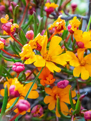 Hibbertia stellaris