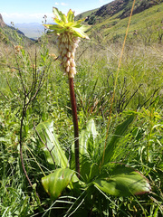 Eucomis bicolor