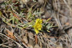 Helianthemum songaricum