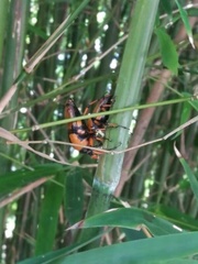 Cyrtotrachelus thompsoni