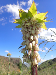 Eucomis bicolor