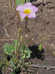 Oxalis obliquifolia