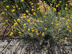 Helichrysum
