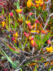 Hibbertia stellaris
