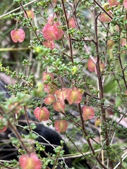 Dodonaea hirsuta