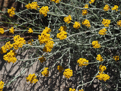 Helichrysum