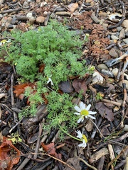 Tripleurospermum maritimum