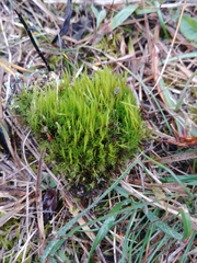 Flexitrichum flexicaule