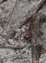 Myrmecia nigriscapa