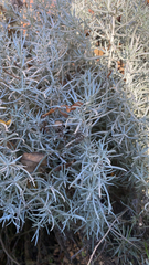 Helichrysum italicum