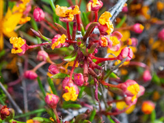 Hibbertia stellaris
