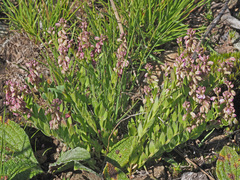 Polygala rhinostigma