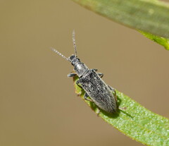 Alleculinae