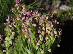 Polygala rhinostigma
