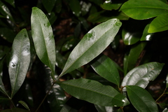 Rutaceae