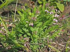 Polygala rhinostigma