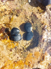 Nerita melanotragus