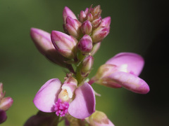 Polygala rhinostigma
